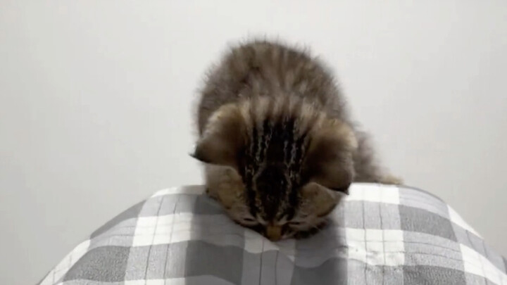 คุณย่าอุ้มลูกแมวพื้นเมืองตัวเล็กมาตัวหนึ่ง