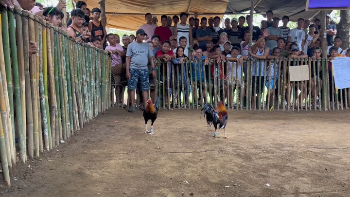 2Cock Derby 2 Entries (WWWW) Double Champion 🏆🏆