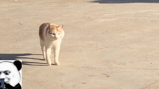 Come and take a look, you’ll find a cat that can’t walk. It’s so funny.