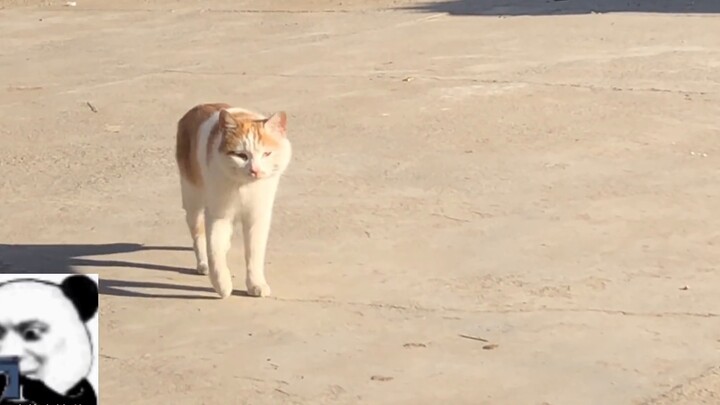Come and take a look, you’ll find a cat that can’t walk. It’s so funny.