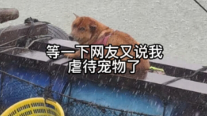 The Rain-Loving Dog on Hailing Island