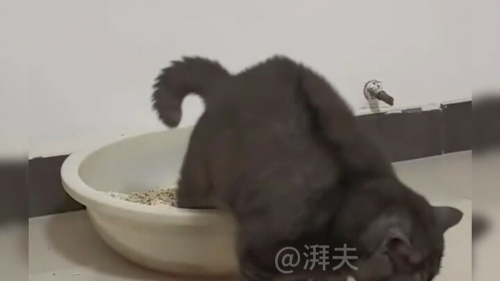 Even cats have old and new!