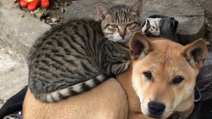 If true love endures, what do a kitten or a puppy matter?