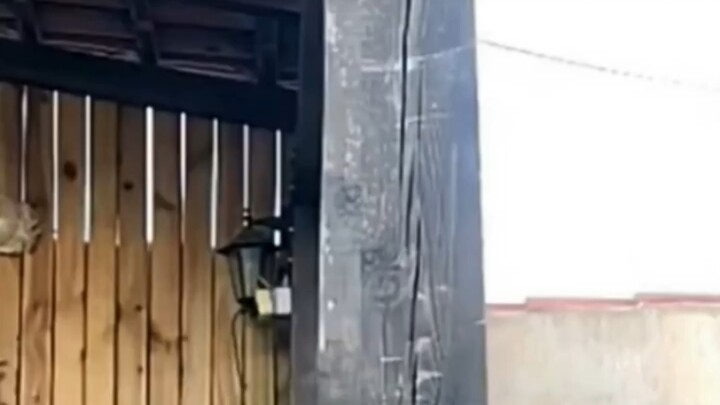 Foreign girl dreams of becoming a cat, so she starts imitating cat moves and takes the first step to