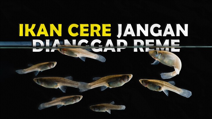 JANGAN REMEHKAN IKAN CERE YANG SELALU KALIAN BUANG DI SUNGAI