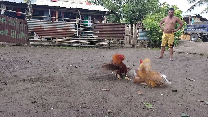 7 months old sparring