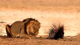 Real Fight Porcupine Vs Lion,  Lions Can't Take Down A Porcupine.
