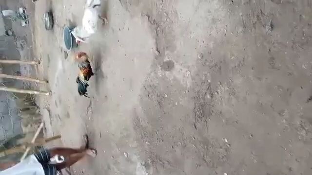 talisayin vs sarasa same 1x win tinola lines!