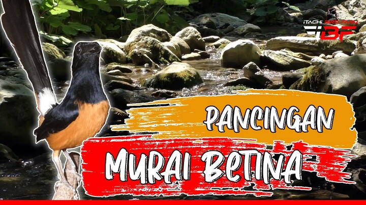 PANCINGAN MURAI BATU BETINA