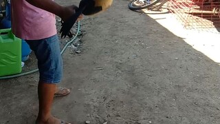 brood cock