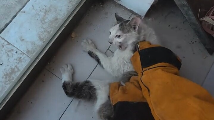 There’s no glove that a stray cat can’t bite through.