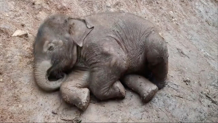 The baby elephant is fast asleep in the mud—so adorable!