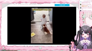 韩国小恶魔看这些猫咪好像不太聪明的样子直呼可爱