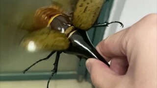 Kumbang tanduk besar dengan tombak panjang yang mematikan pukul tiga pagi