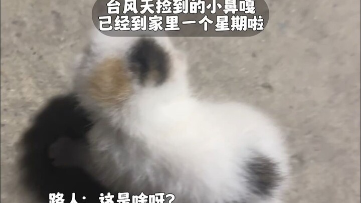 ตอนนี้เก็บเจ้าเหมียวน้อยมาได้หนึ่งสัปดาห์แล้ว ใจก็เบาลงเยอะเลย