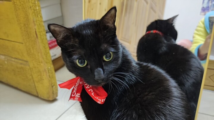 Meow Rules: Swift Cat, Ichiji in a Scary Scream-Chase Battle