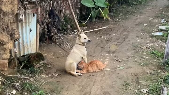 Mèo: Bạn sẽ bỏ rơi tôi chứ? Chó: Im đi, ăn tiếp đi