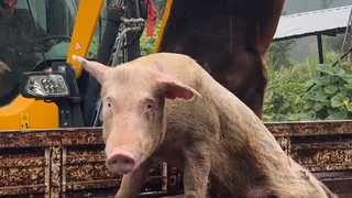 จูจู: มนุษย์โหดเกินไป