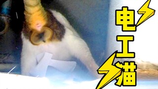 The electrician cat is not only bad at electrical repairs, but also exposed his balls! Bad review!