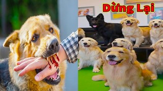 Thú Cưng TV | Trứng Vàng và Trứng Bạc #47 | Chó Golden Gâu Đần thông minh vui nhộn | Pets smart dog