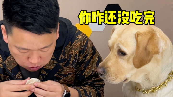 Tantangan Makan Pangsit Lebih Cepat dari Hewan Peliharaan