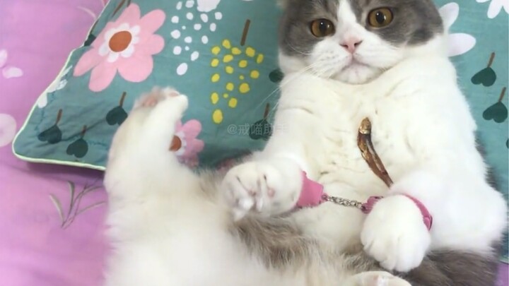 《擦 边 猫》