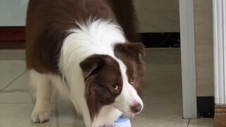 鱼仔：反正我不夸