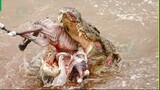 30 Merciless Moments When Crocodiles Attack And Devour Everything That Moves