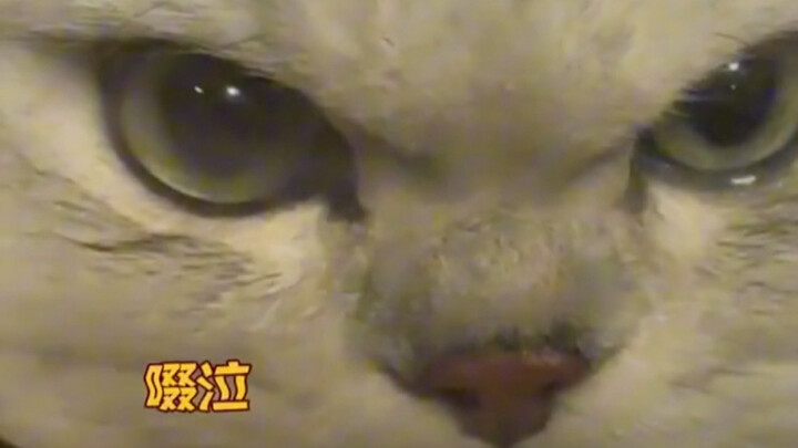 Seeing anger and disappointment on the cat's face.