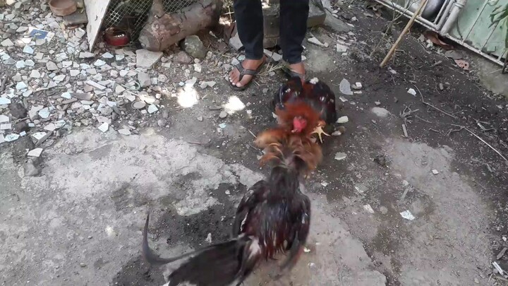 FORSALE DUN SA ABUHIN 1YEARS OLD MAHIGIT MEDIUM STATION MEDIUM SIZE DUN SA KUMISKIS