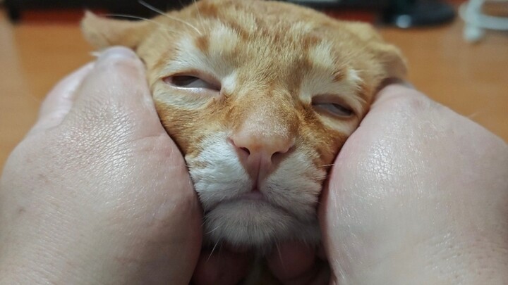 Cat: The King Crab… Human hands are so amazing… It’s a tingling, blissful sensation from head to toe