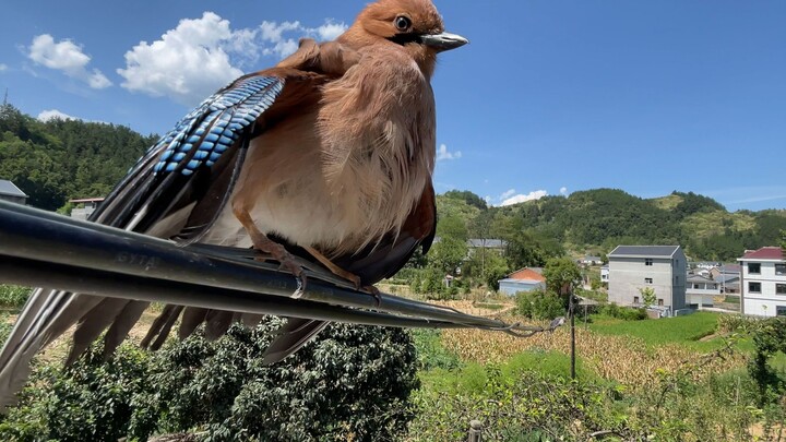 Rescuing a heatstroke jay in 41°C heat—she knows gratitude too