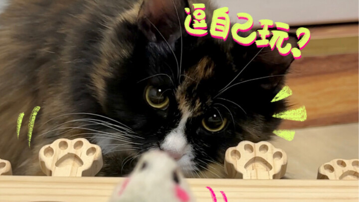 Cứu với, tôi quay được cảnh mèo con tiến hóa!!!