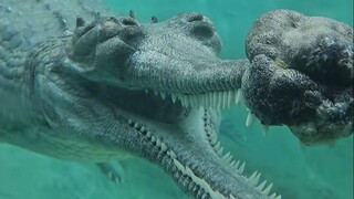 This is the first time I heard an “alligator” called an “alligator”!