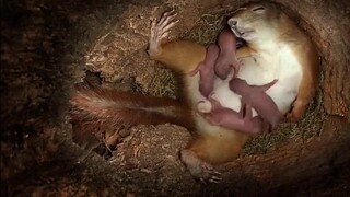 Recording the process of a squirrel from giving birth to the baby growing up
