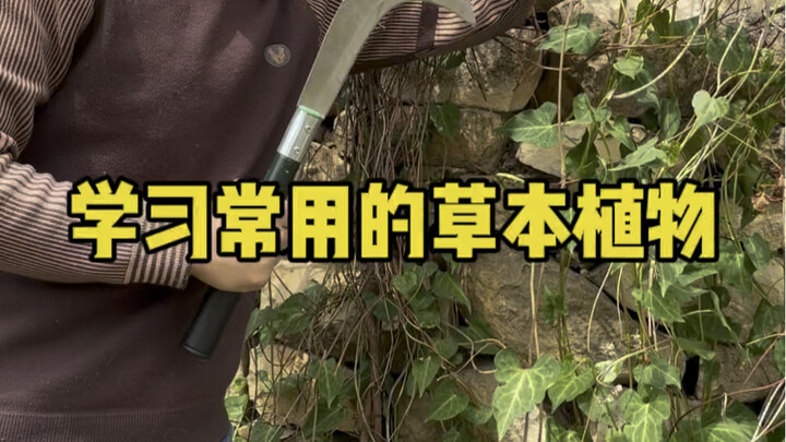 Mempelajari Tanaman Herbal yang Sering Digunakan