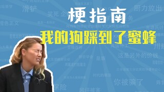 我的狗踩到了蜜蜂是什么梗【梗指南】