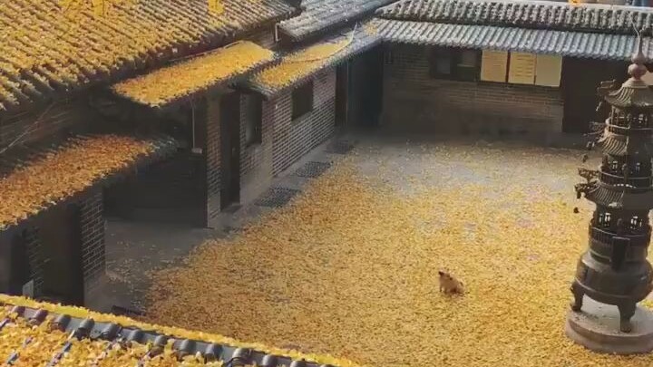 Một mùa thu, một cái cây, một sân, một chú chó 