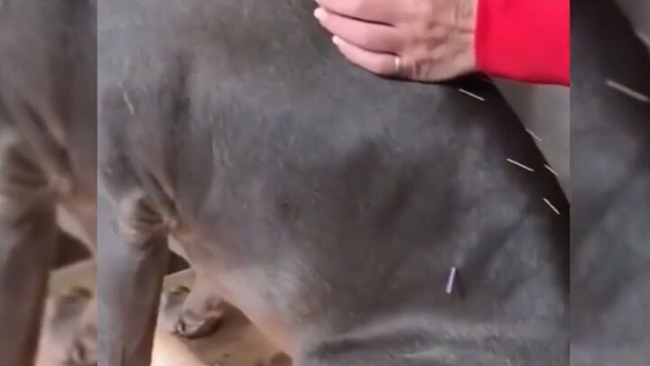 The dog cooperates with its owner during acupuncture practice—its tongue wobbles and its back goes n