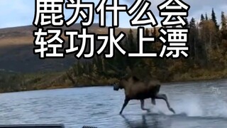 Mengapa rusa bisa melayang di atas air?