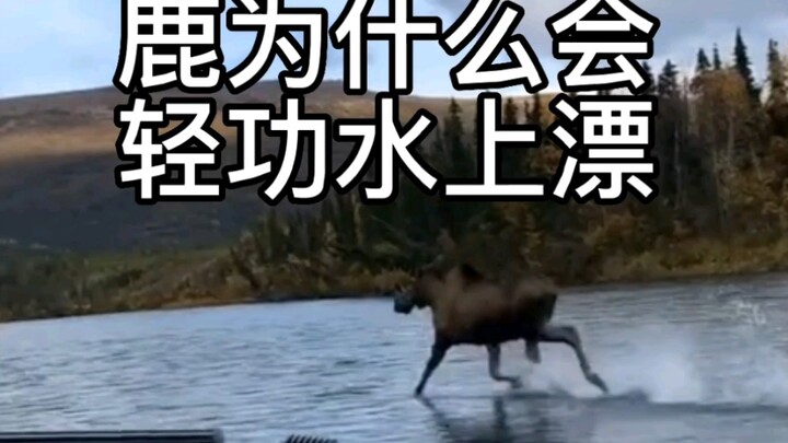 Mengapa rusa bisa melayang di atas air?