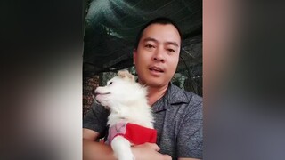 Cha con em đây ...Tìm lại chủ cho bé ❤😍❤pet pets cún cúncon chó chó_cưng thúcưng