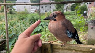 [Hewan]Burung kecil itu makan belalang sebagai makan siang