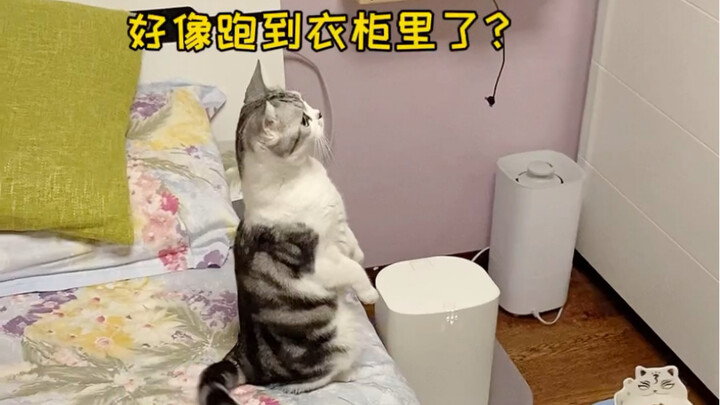ถ้ากลัวแมลง ก็เลี้ยงน้องแมวสักตัวสิ～ น่ารักชวนฟิน สุขใจสุดๆ!
