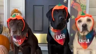 Video by Cute Pet Club (2)