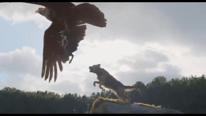 strays watch Full movie ;Link in description