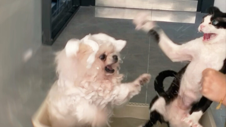 How can a puppy hold a grudge like that?