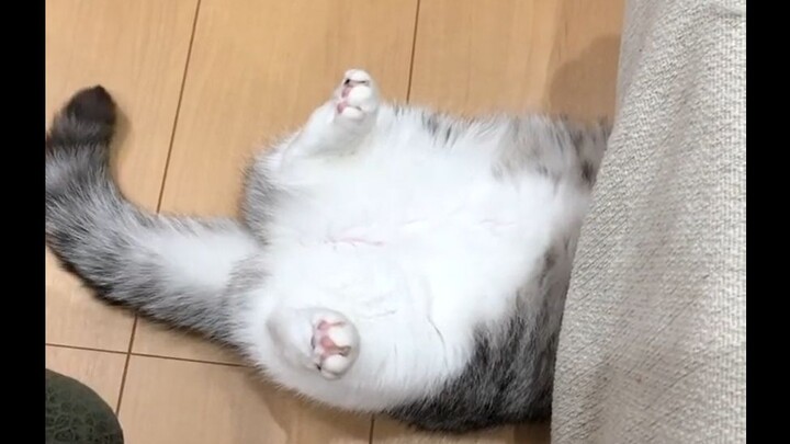 [Hài hước] Komaru ngốc nghếch quên giấu chân sau