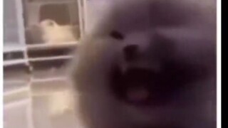 Gus Kucing: Griffith! ! ! !