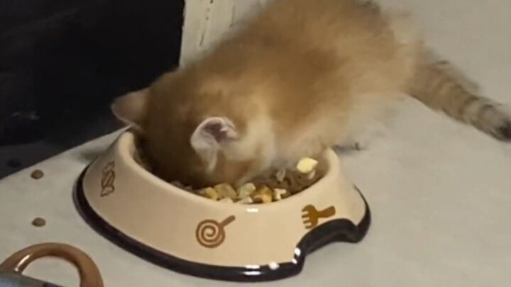 “Cat: Sleeping like this, even my dreams are sweet!”